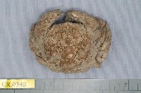 藏品(綿形渣氏蟹)的圖片